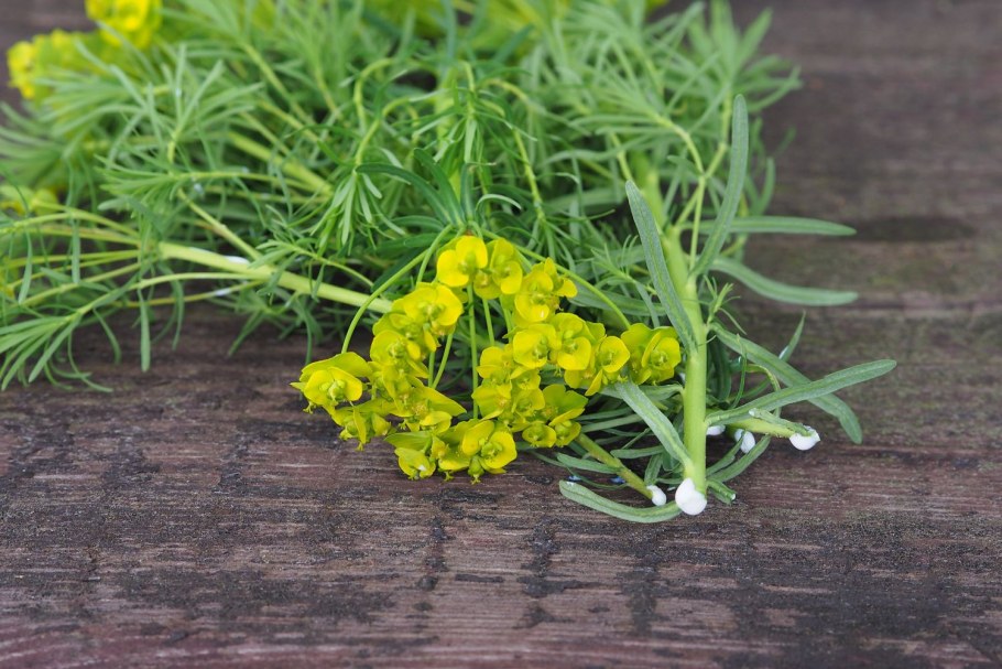 Молочай кипарисовый купить