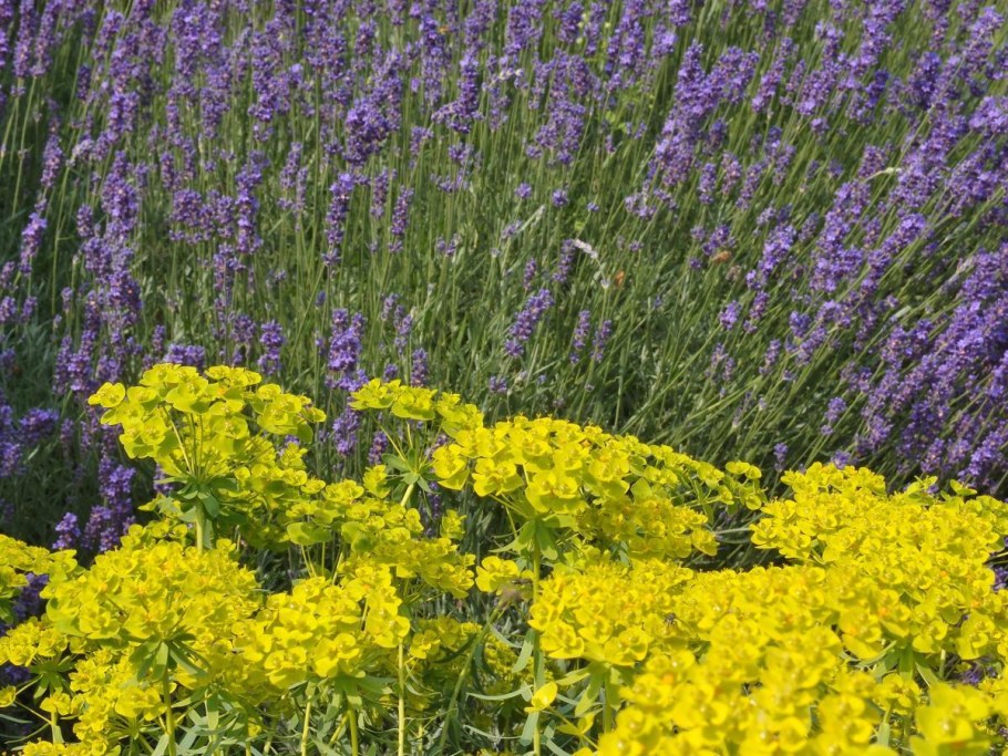 Лавандаи кипарисовый малочай рядом на клумбе фото