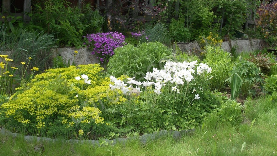 Молочай на клумбе