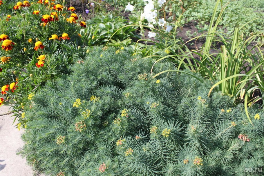 Молочай кипарисовый елочка