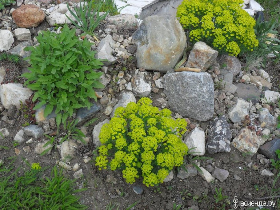 Молочай кипарисовый и многоцветковый