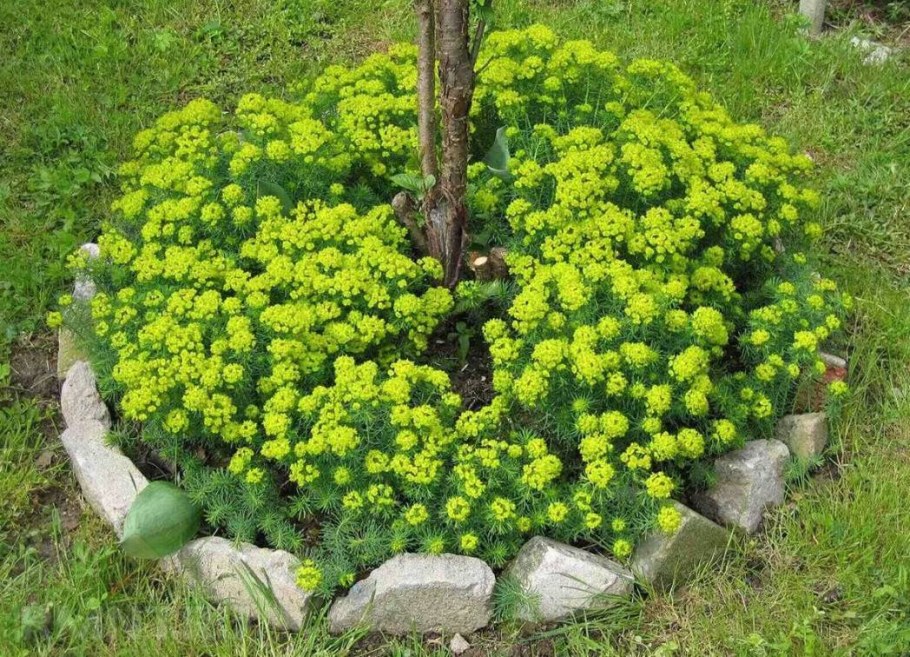 Молочай кипарисовый семена