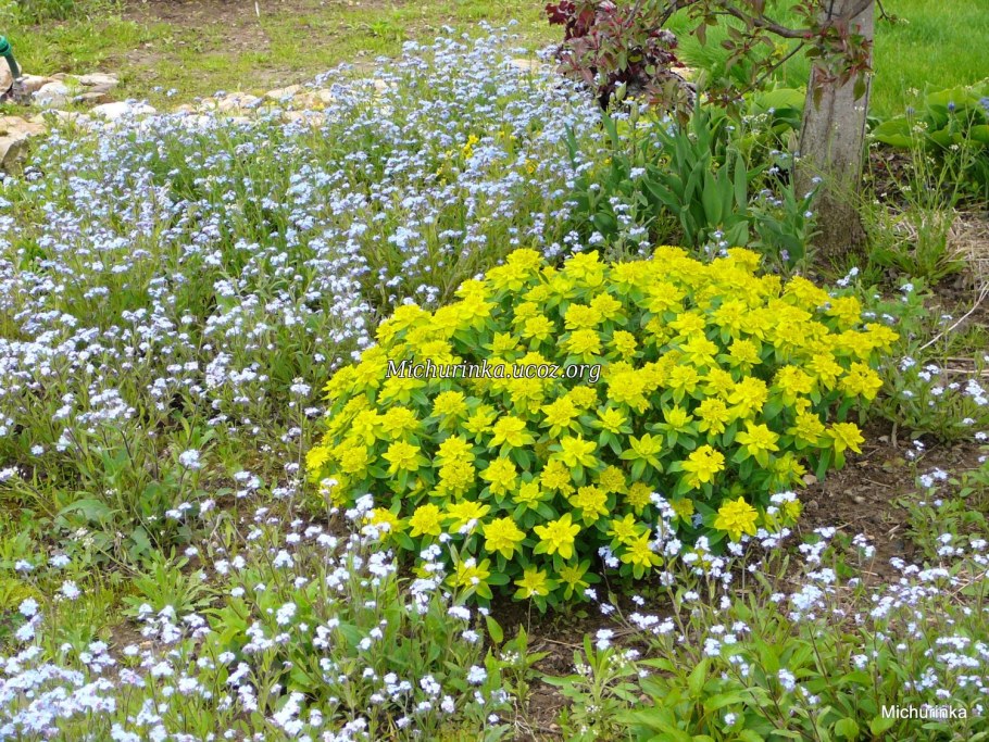 Молочай кипарисовый и многоцветковый