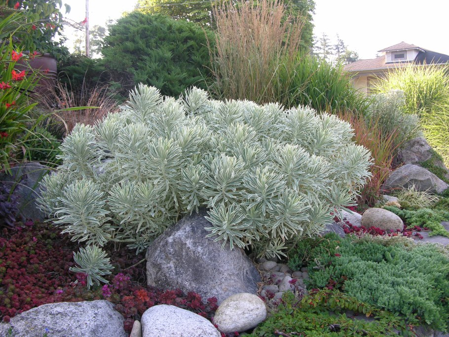 Молочай (Euphorbia) Tasmanian Tiger