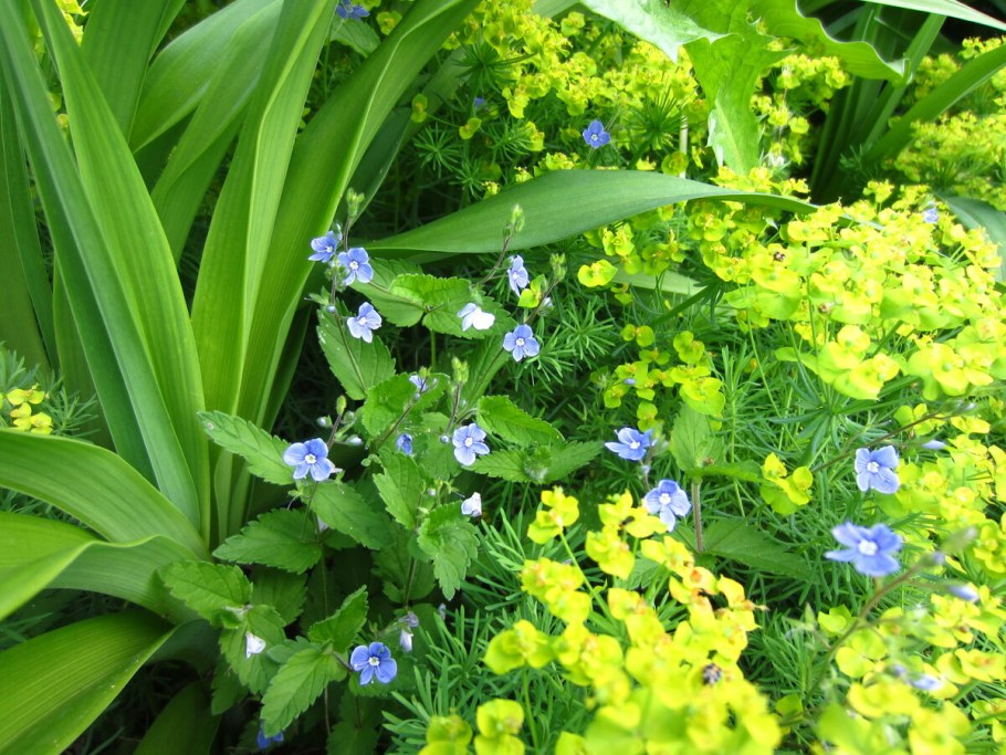 Молочай многоцветковый в ландшафтном