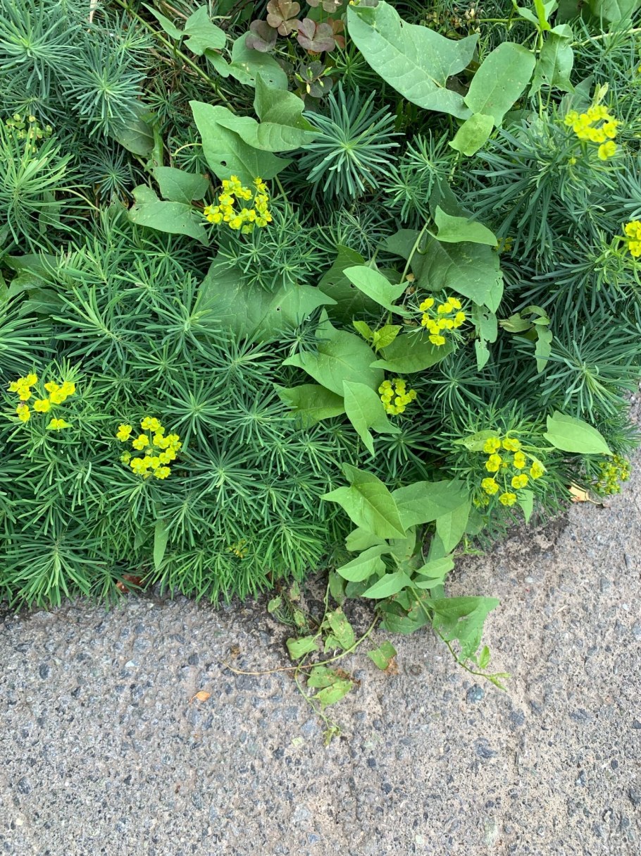 Молочай кипарисовый семена