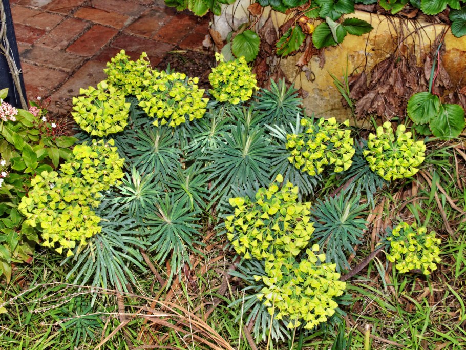 Молочай кипарисовый елочка