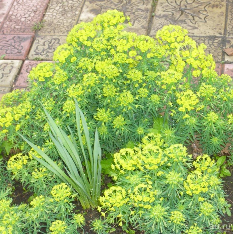 Молочай кипарисовый