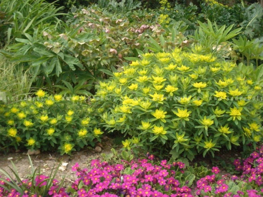 Молочай многоцветковый солнышко