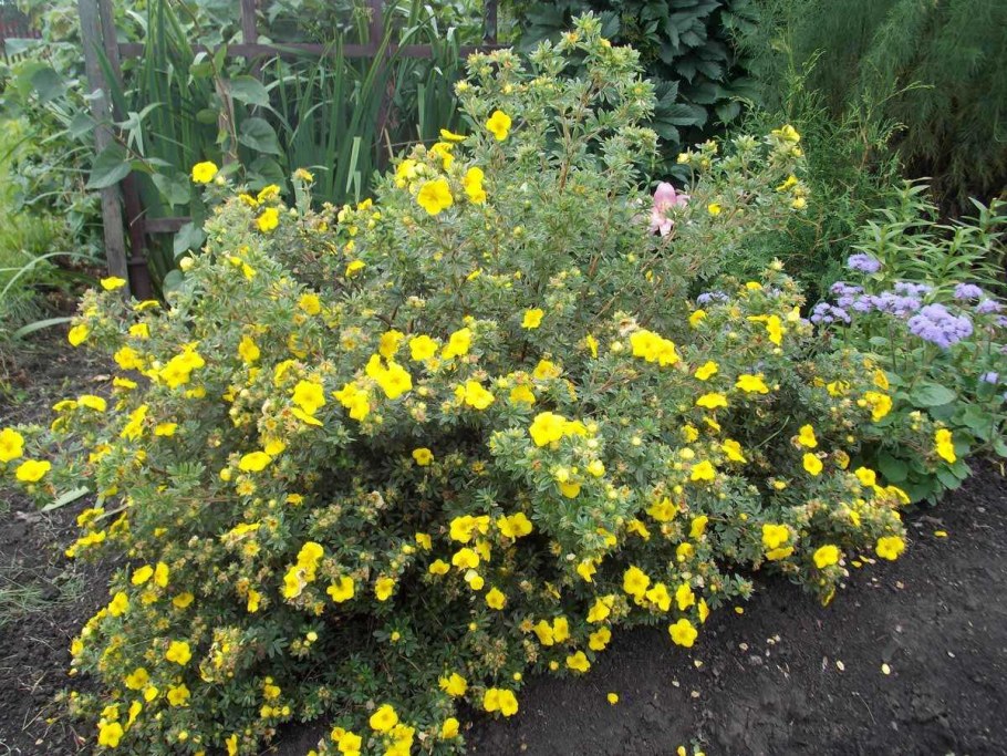 Курильский чай лапчатка кустарниковая