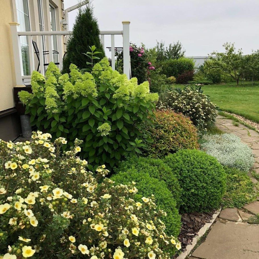 Спирея Лаймлайт