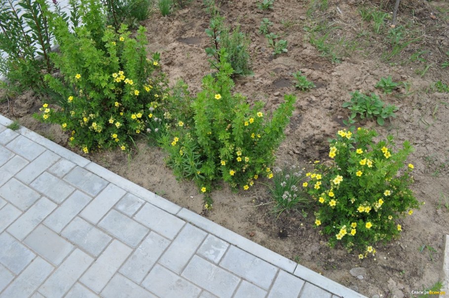 Лапчатка на клумбе