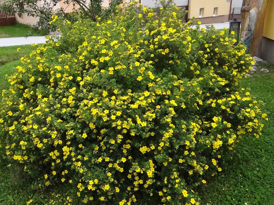 Лапчатка кустарниковая Potentilla fruticosa “Goldfinger”