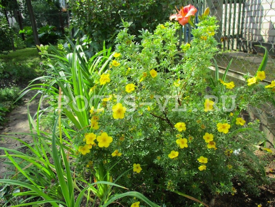 Лапчатка кустарниковаякклумба