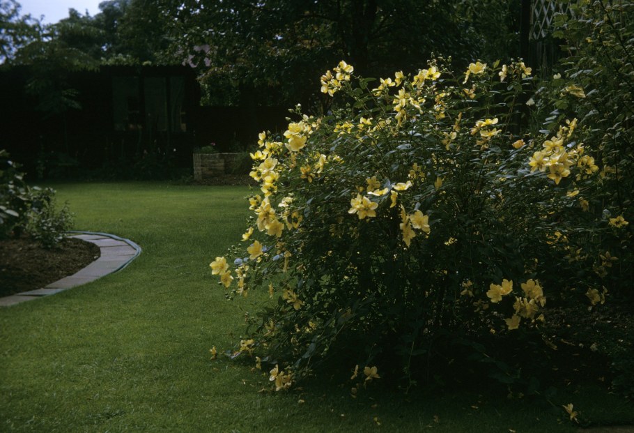 Лапчатка Лаймлайт