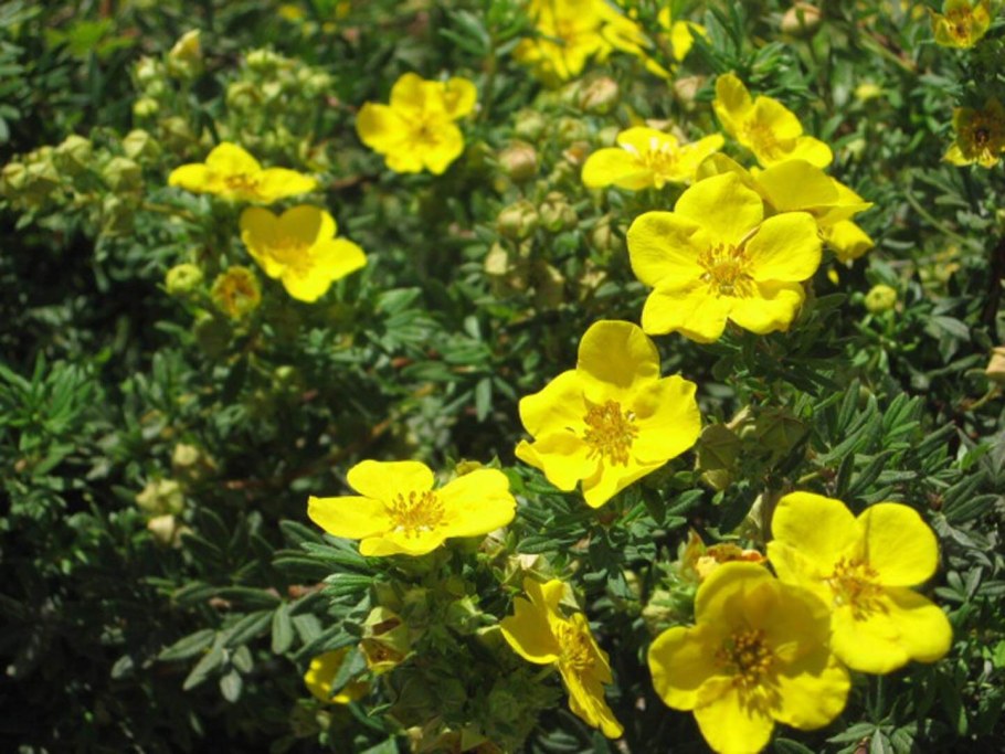 Лапчатка кустарниковая Goldfinger