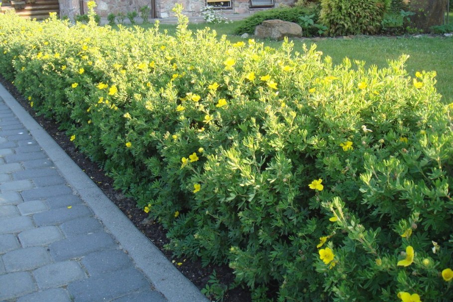 Лапчатка кустарниковая Живая изгородь