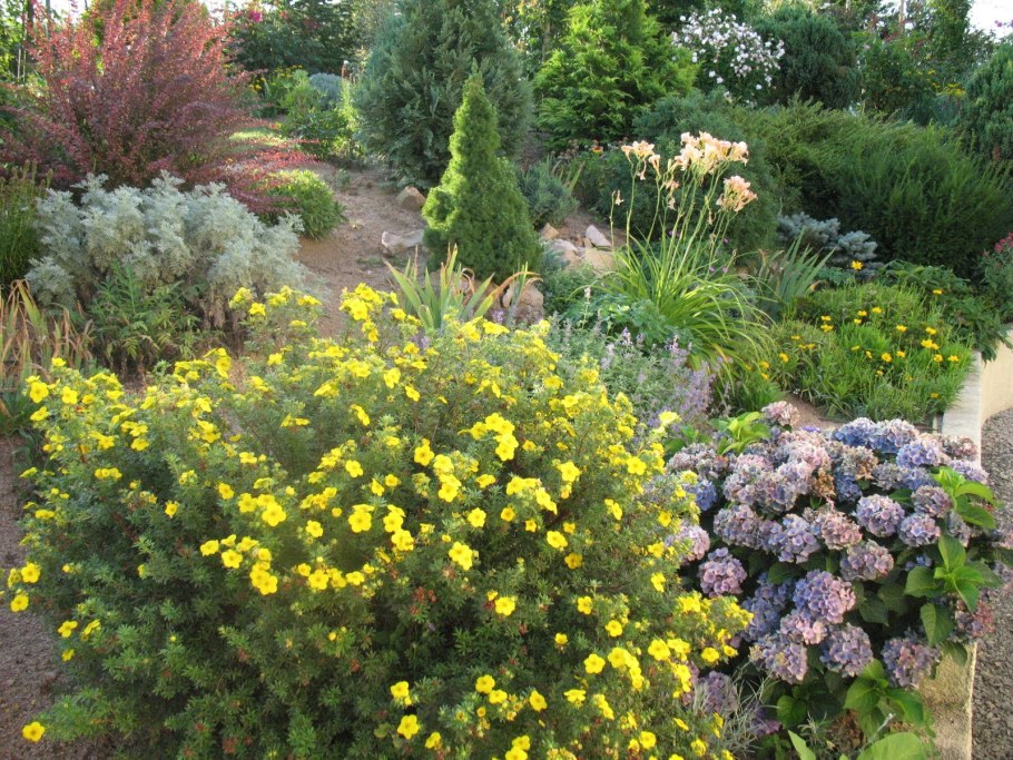 Лапчатка кустарниковая Potentilla fruticosa “Goldfinger”