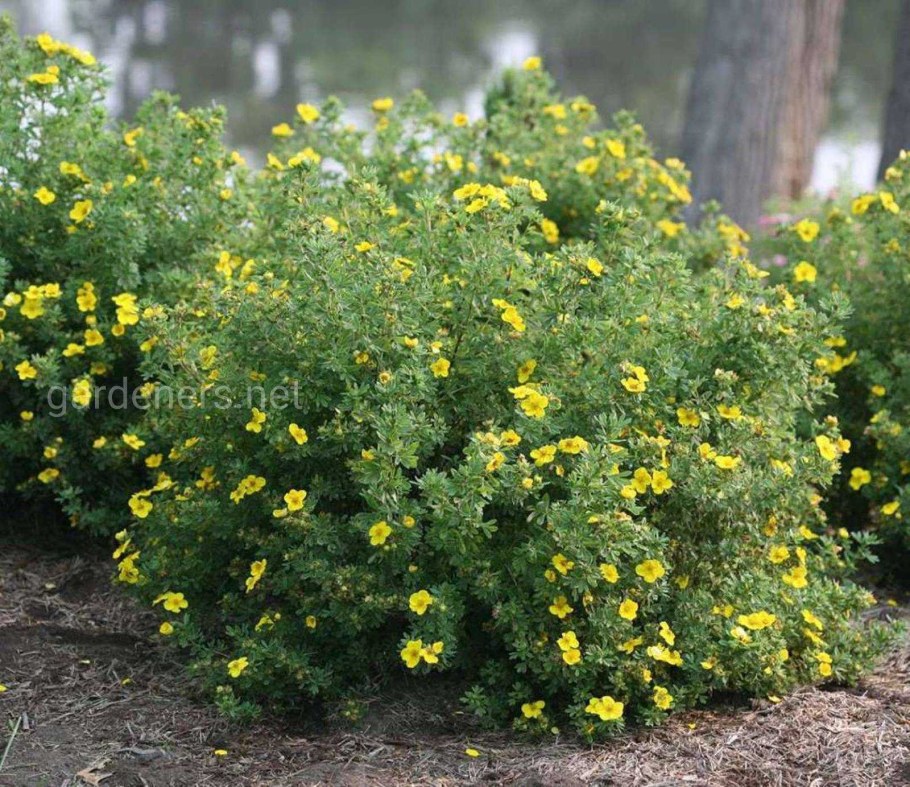 Лапчатка кустарниковая Фридхем