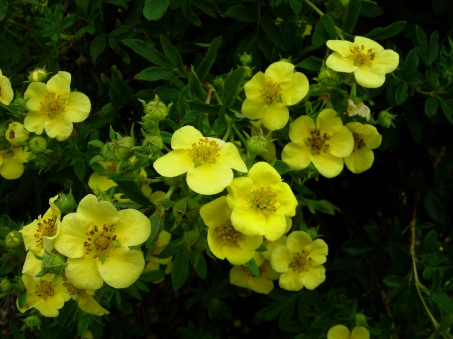 Лапчатка земляниковидная