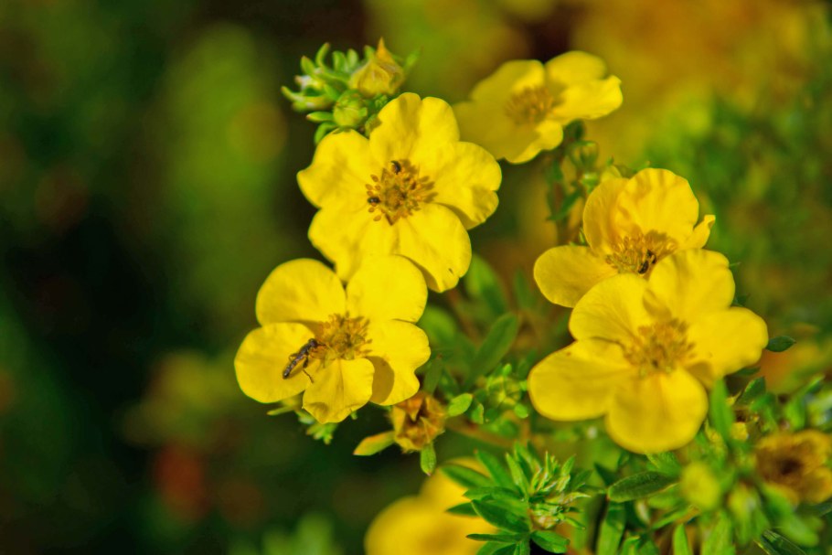 Лапчатка кустарниковая желтая