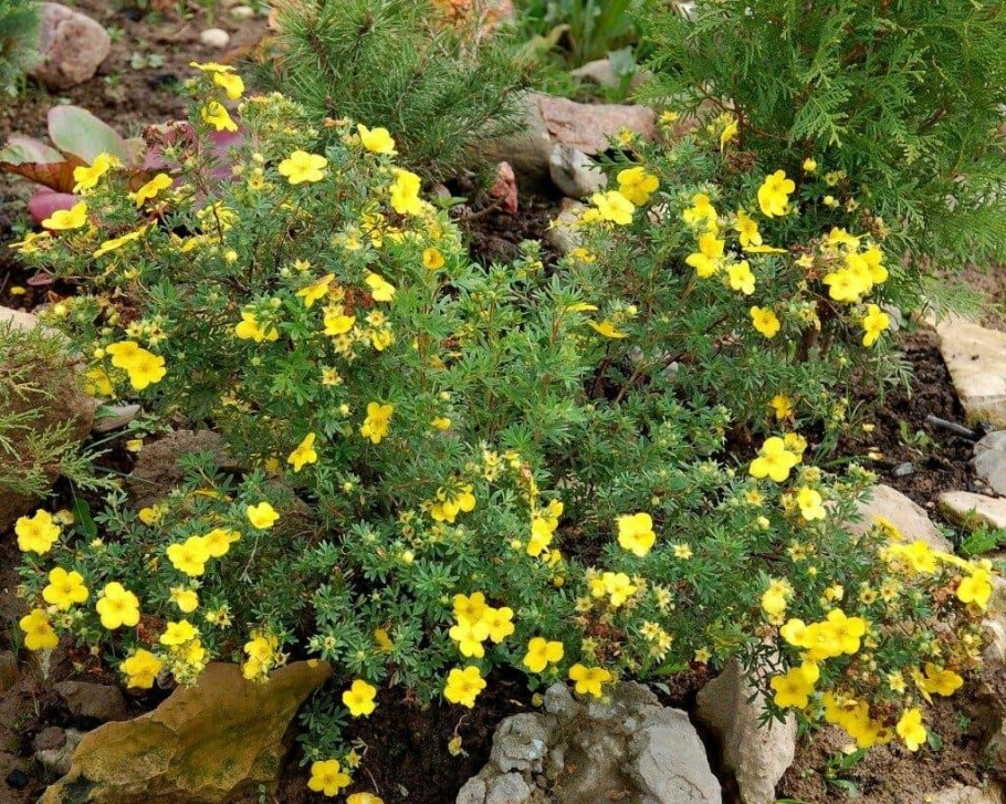 Лапчатка кустарниковая GOLDSTAR