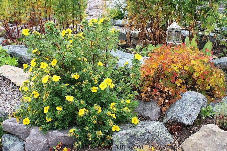 Лапчатка DAYDAWN