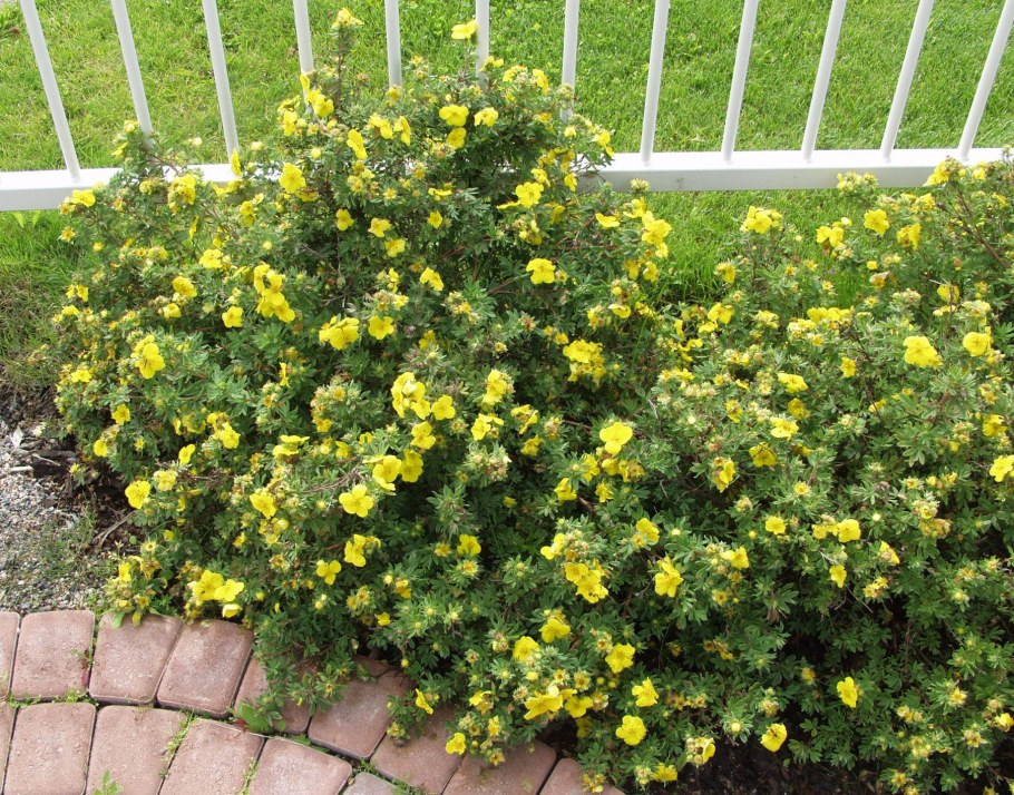 Лапчатка Голдтеппич