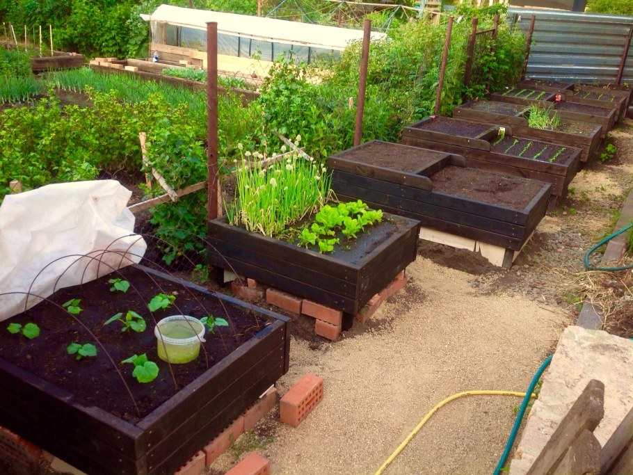 Деревянные грядки на даче