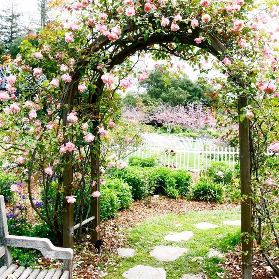 Роза плетистая ФОМОСТА