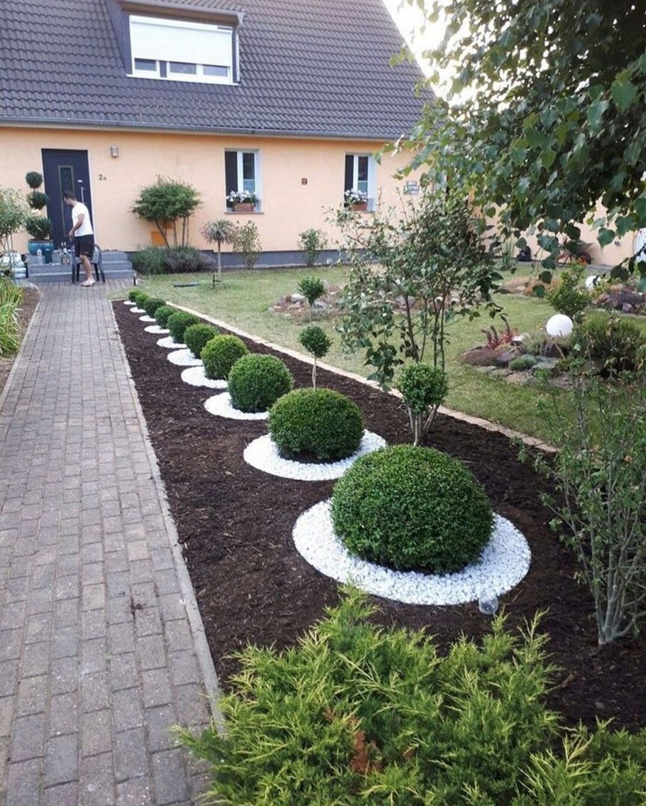 Самшит между туями