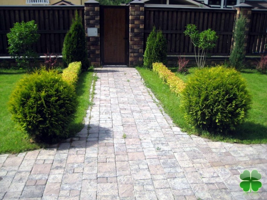 Туя Западная Даника бордюр