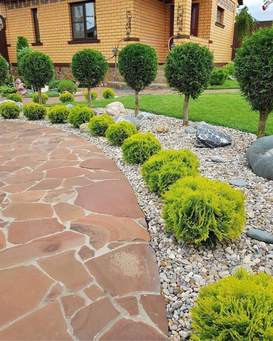 Туя Даника бордюр