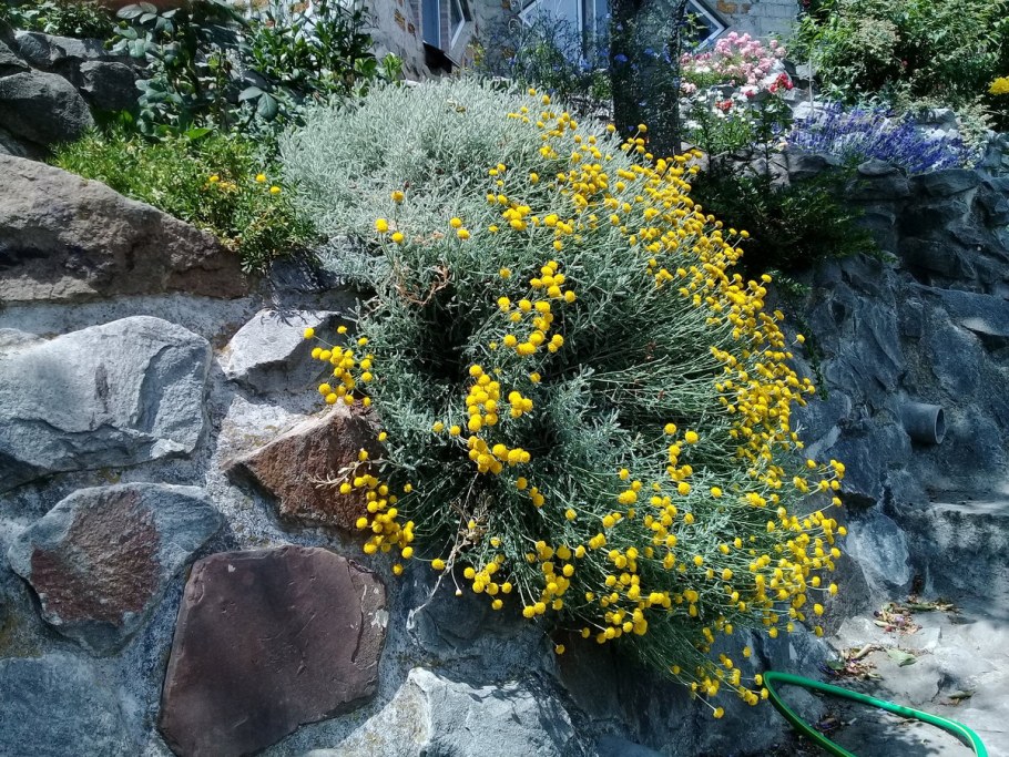 Сантолина кипарисовидная