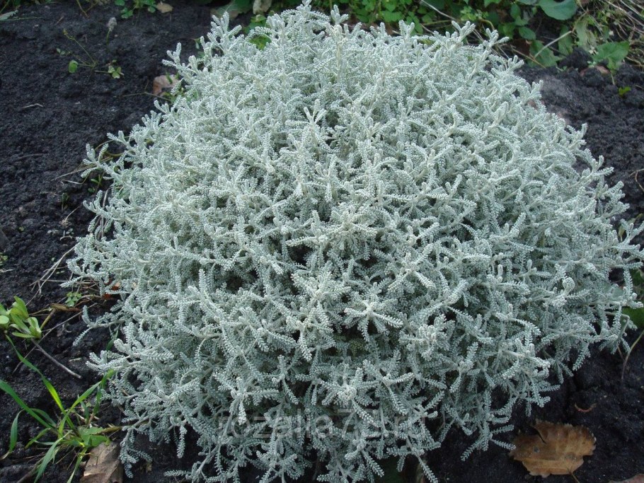 Сантолина кипарисовидная