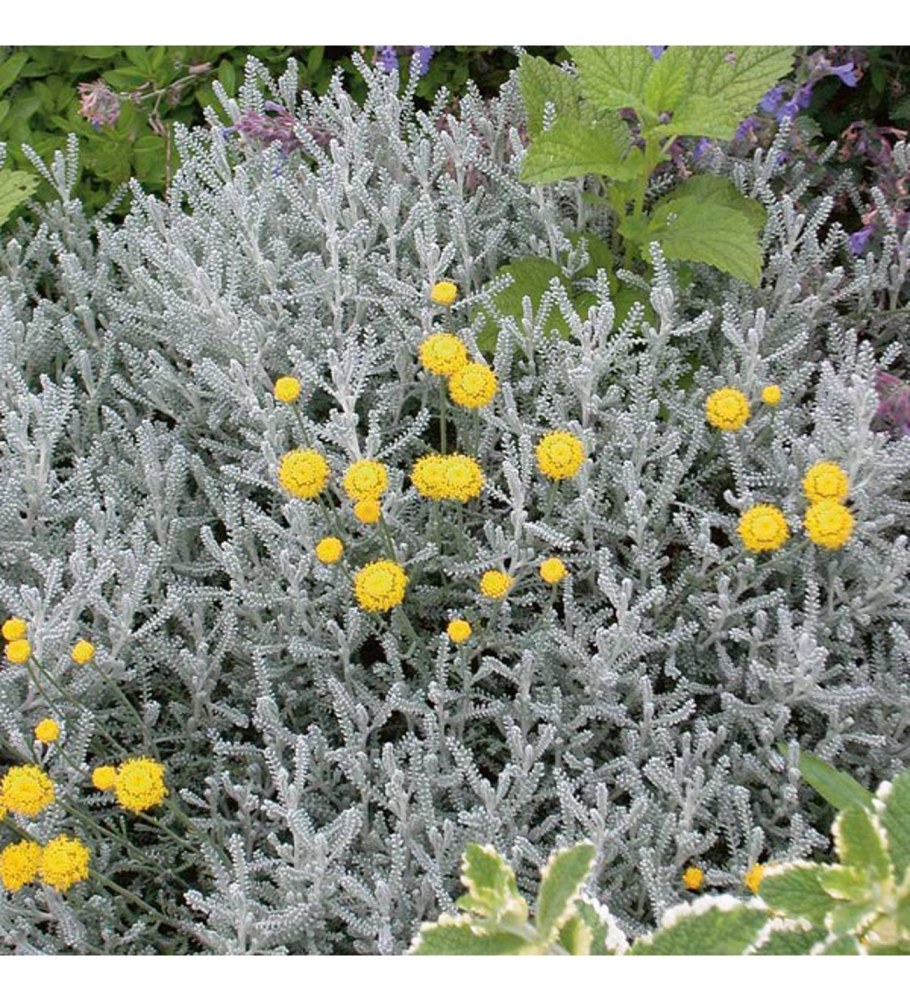 Сантолина розмаринолистная