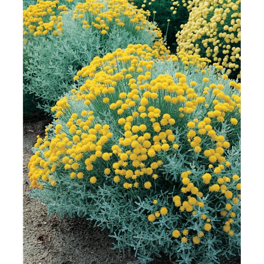 Сантолина Санта