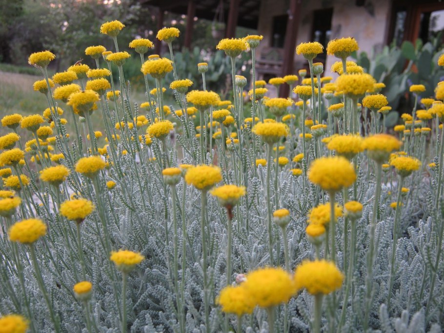 Сантолина кипарисовидная