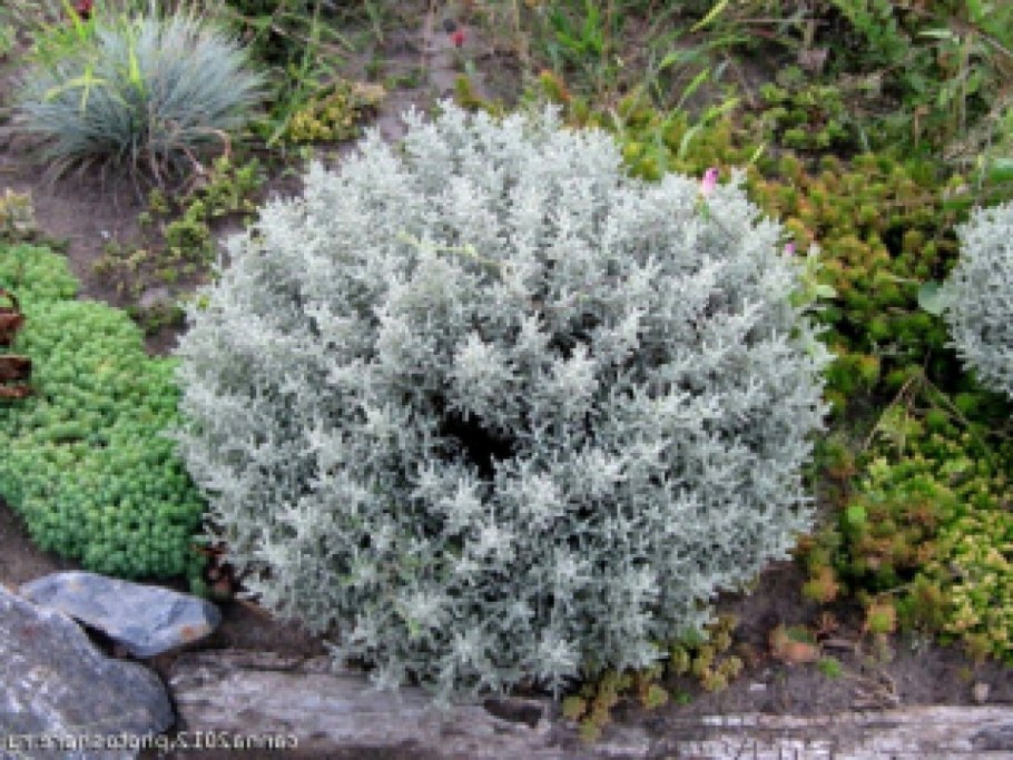 Сантолина вечнозеленая