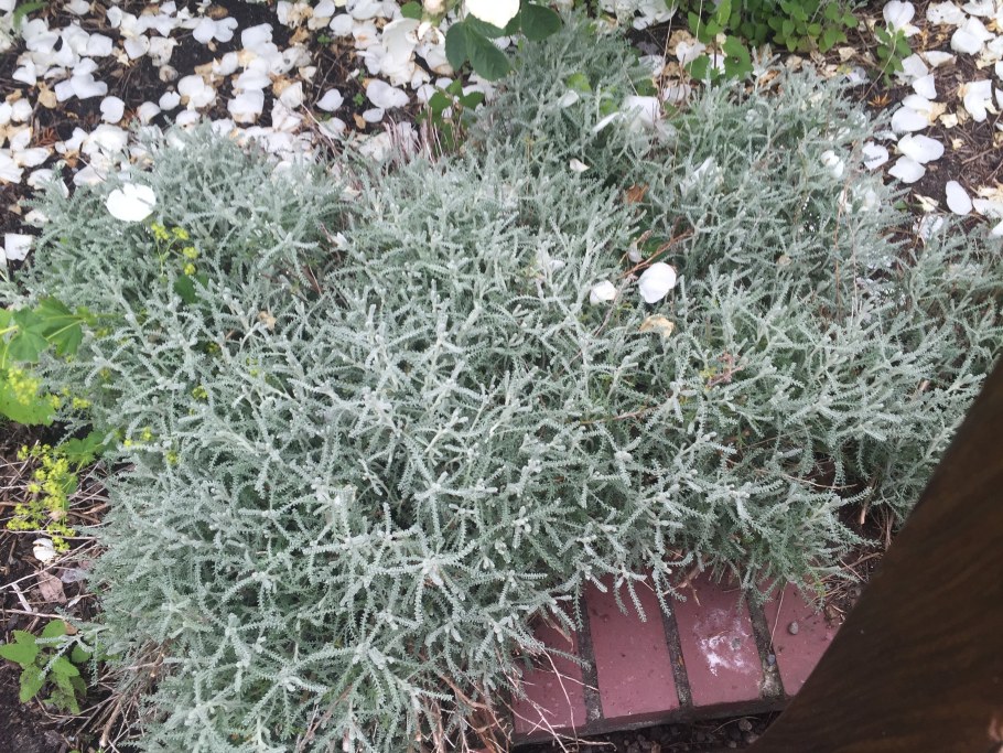 Сантолина розмариновая