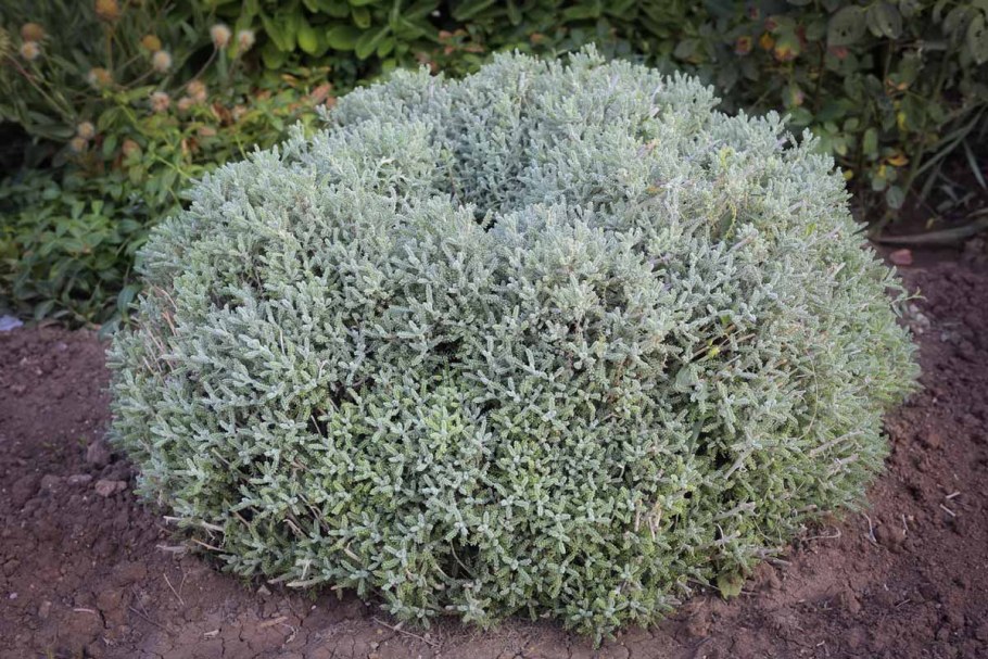 Сантолина вечнозеленая