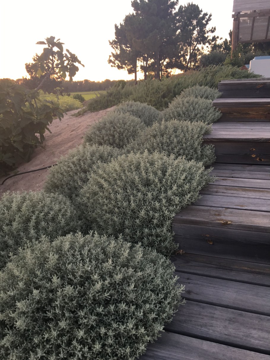 Сантолина кипарисовидная