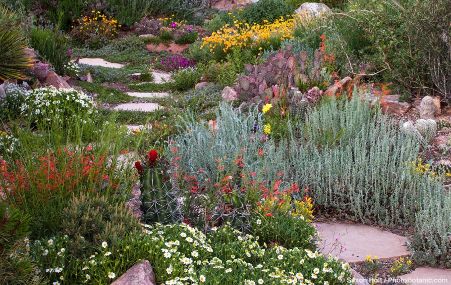 Полынь сантолина