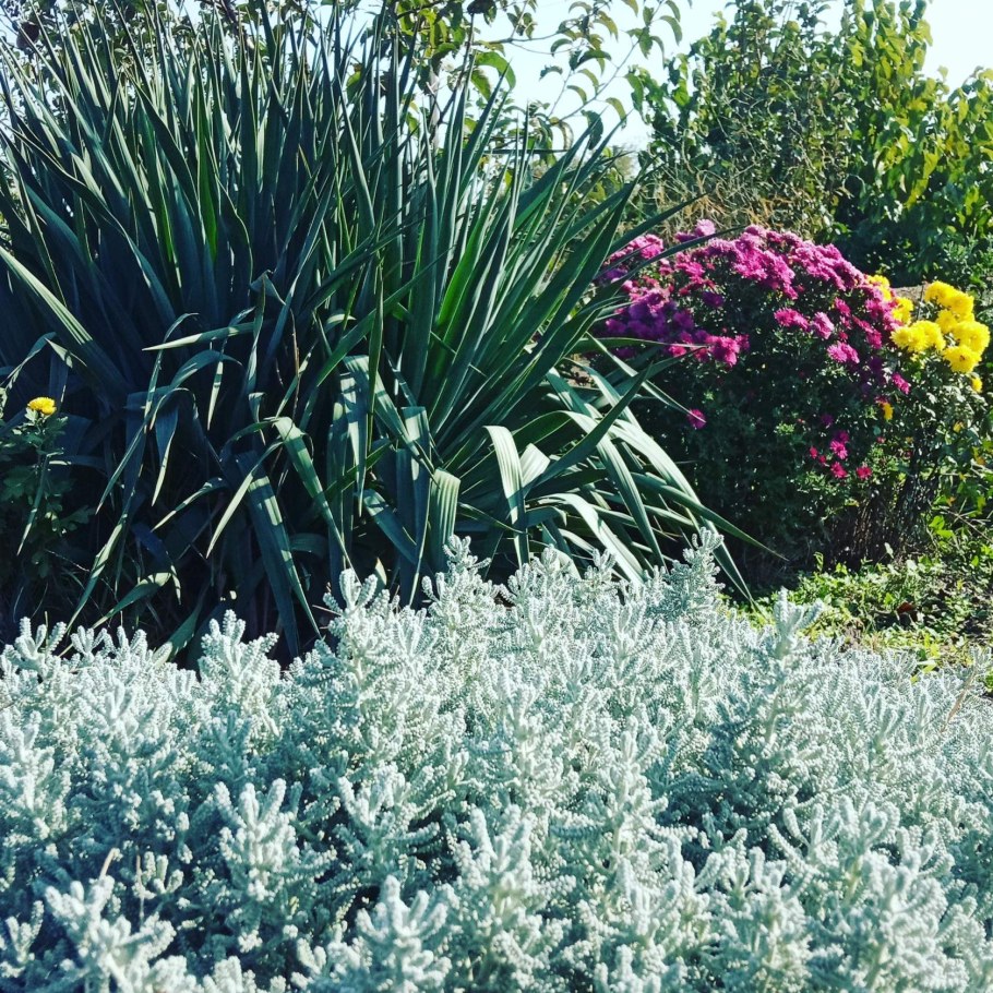 Вечнозеленый куст сантолина серебристая