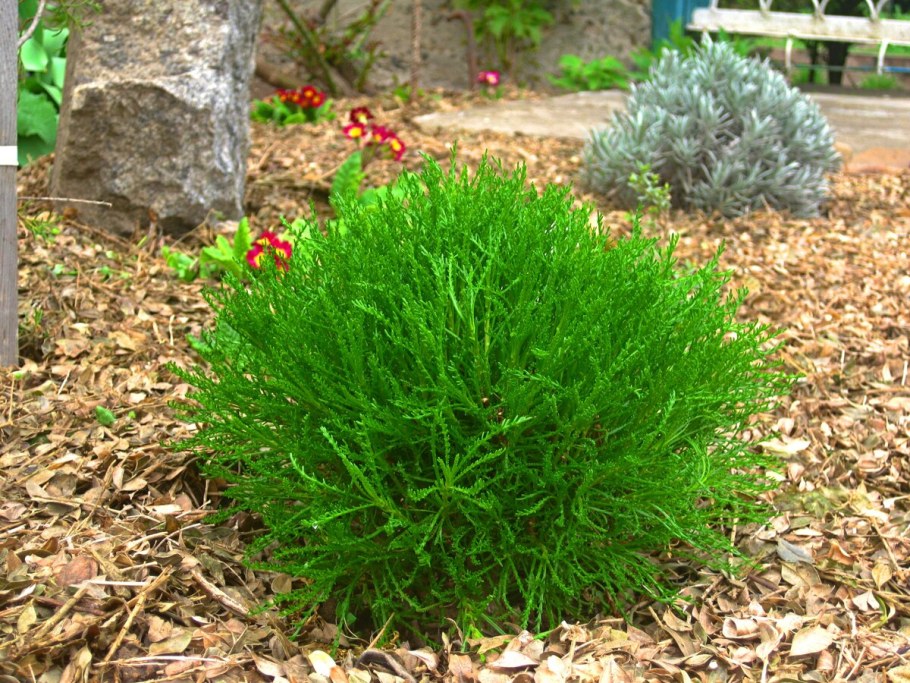 Сантолина зеленая