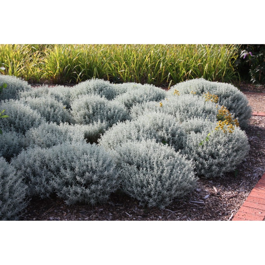 Сантолина кипарисовиковидная