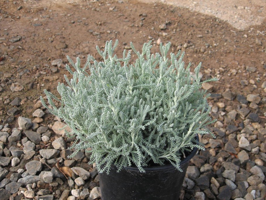 Сантолина и Лаванда