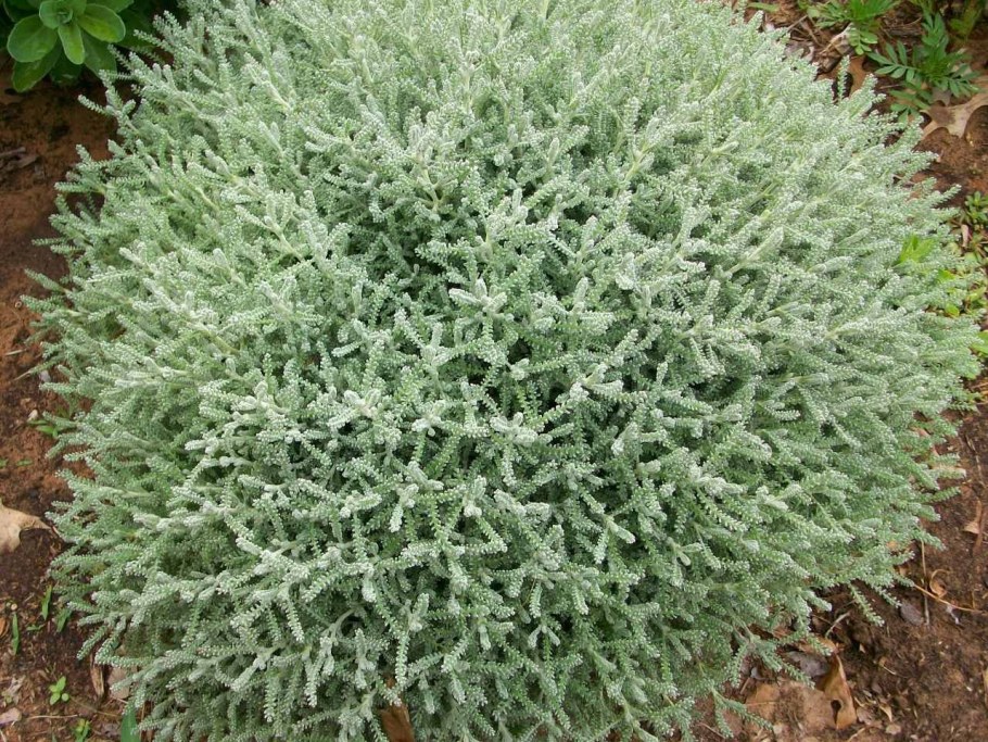 Сантолина перистая