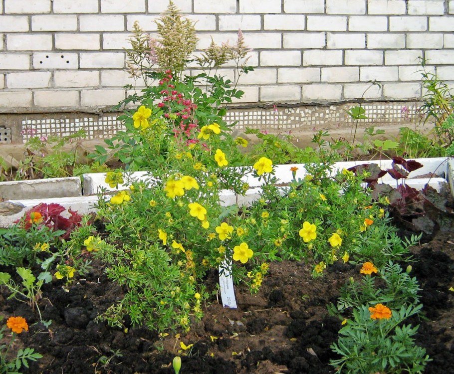 Лапчатка кустарниковая и розы