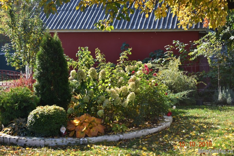 Лапчатка в ландшафтном дизайне